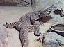 varan